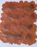 Cosmos Sulphureus (dyed)