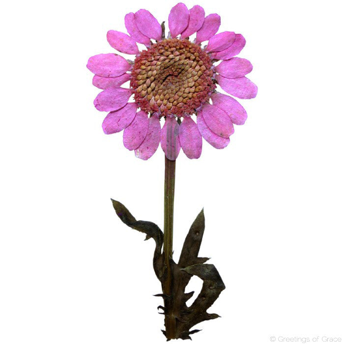 Flower with stem